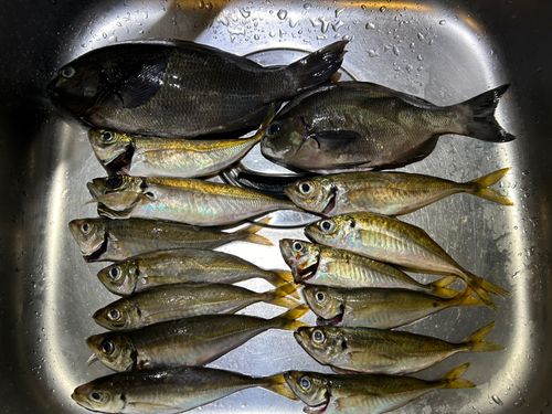 メジナの釣果