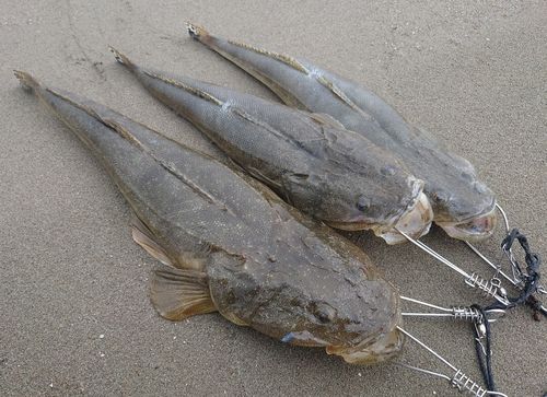 マゴチの釣果