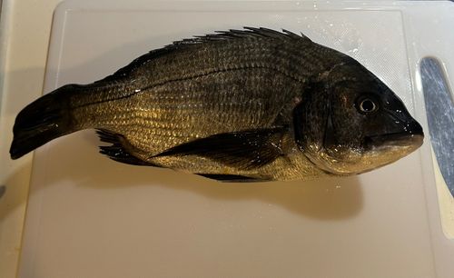 クロダイの釣果