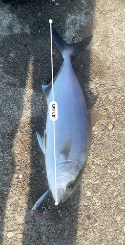 ネリゴの釣果
