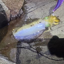 アオリイカ