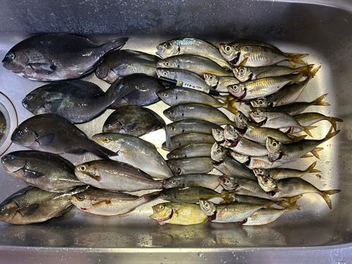 メジナの釣果
