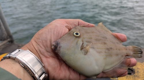 カワハギの釣果