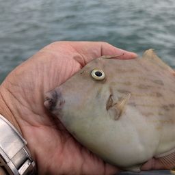 カワハギ