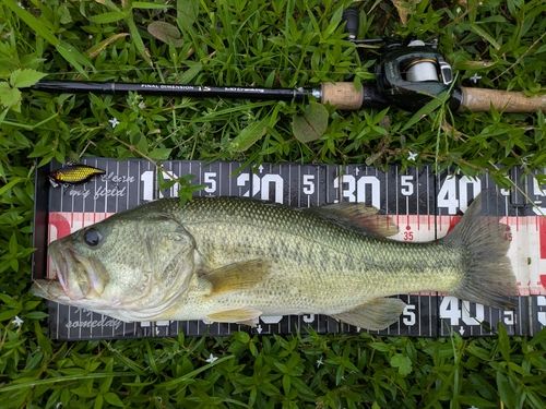 ラージマウスバスの釣果