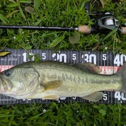 ラージマウスバス