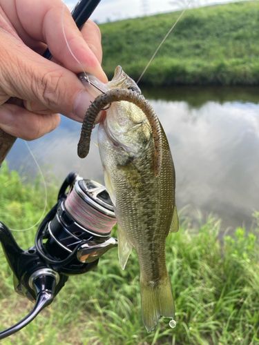 ラージマウスバスの釣果