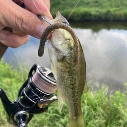 ラージマウスバス