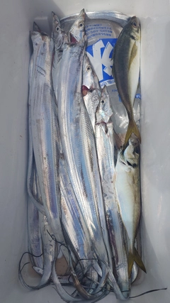 タチウオの釣果
