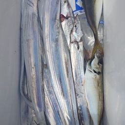 タチウオ