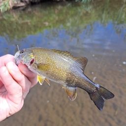 スモールマウスバス