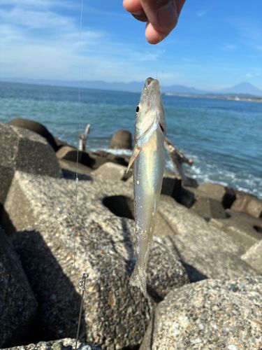 キスの釣果