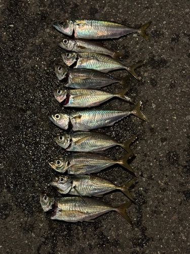 アジの釣果
