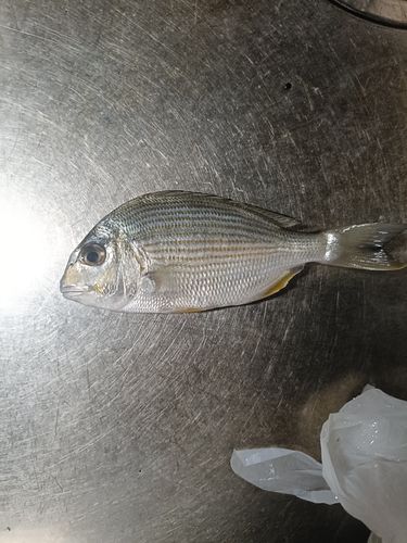 熊野灘