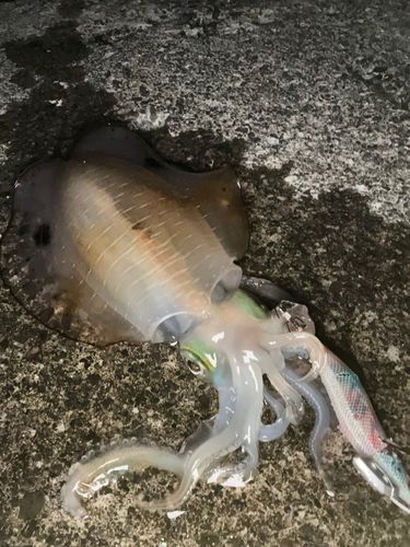 御前崎港周辺