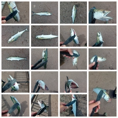 サゴシの釣果
