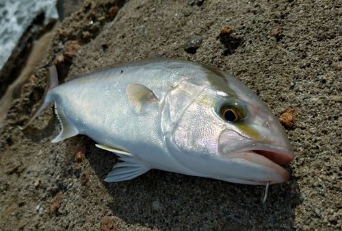 ネリゴの釣果
