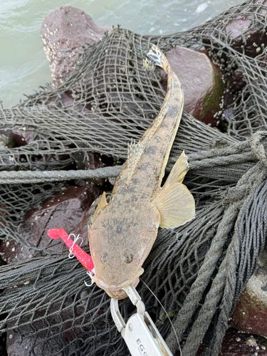 マゴチの釣果