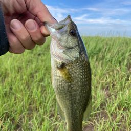 ラージマウスバス