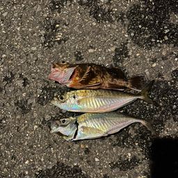 アジ