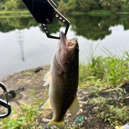 ラージマウスバス