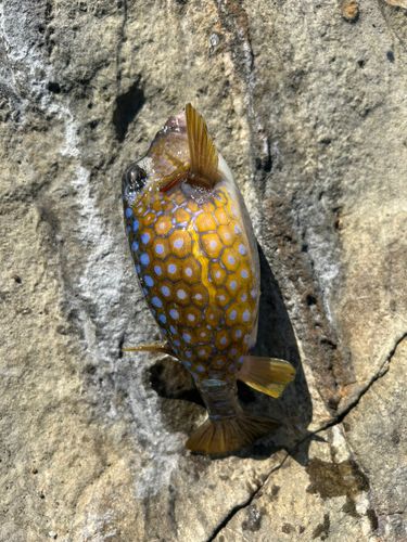 ハコフグの釣果