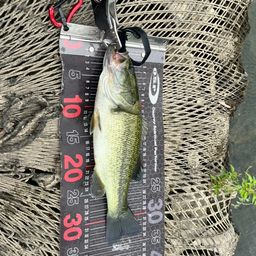 ラージマウスバス