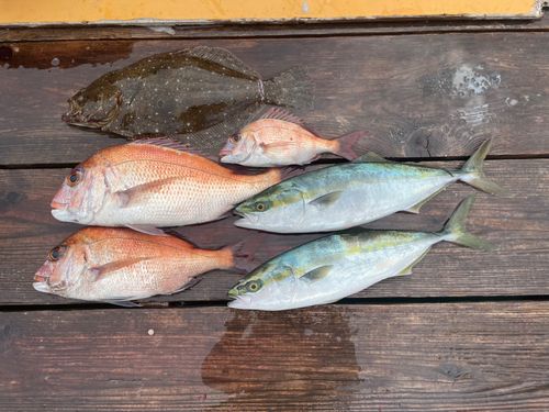 ハマチの釣果