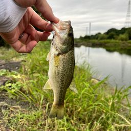 ラージマウスバス