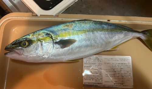 ハマチの釣果
