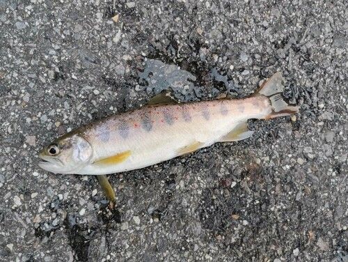 アマゴの釣果