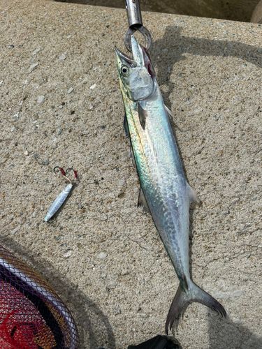 サゴシの釣果