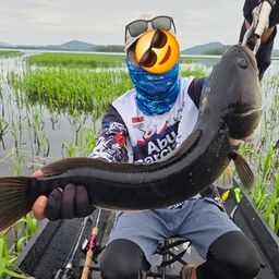 ジャイアントスネークヘッド