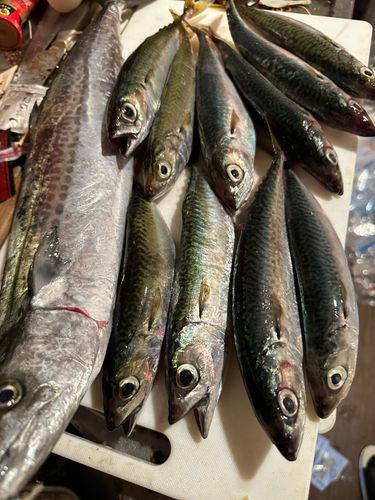 サゴシの釣果