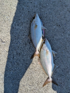ネリゴの釣果