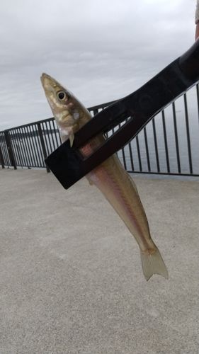 キスの釣果