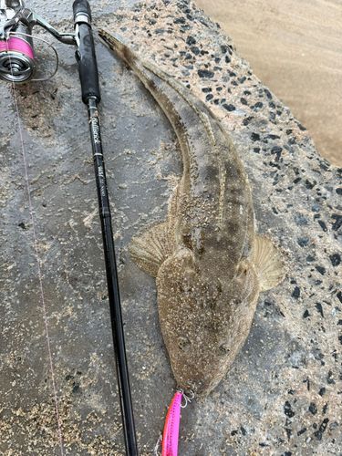 マゴチの釣果