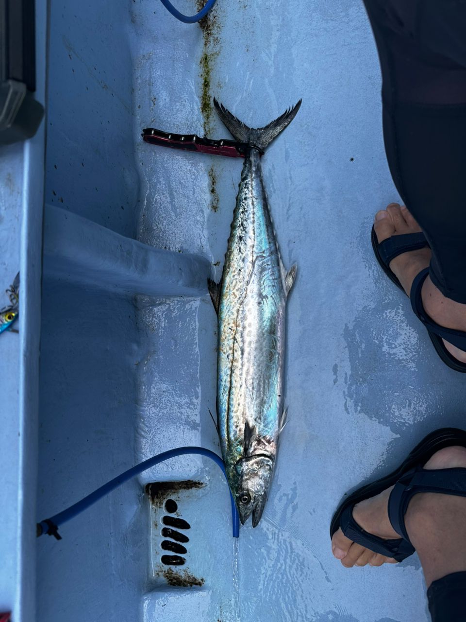 魚標本　　木更津沖　昭和53年 魚標本 木更津沖 昭和53年 魚標本 木更津沖 昭和53年 魚標本