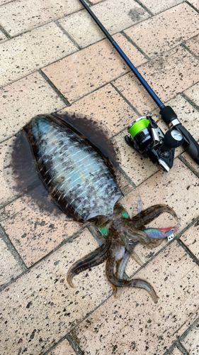 アオリイカの釣果
