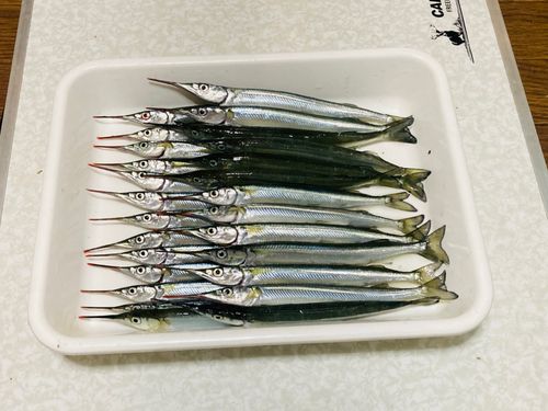 サヨリの釣果