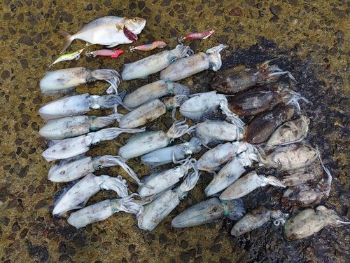 アオリイカの釣果