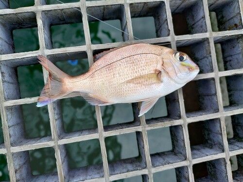 チャリコの釣果