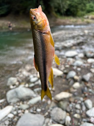 ウグイの釣果