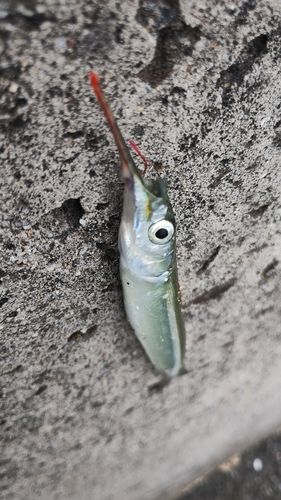 サヨリの釣果
