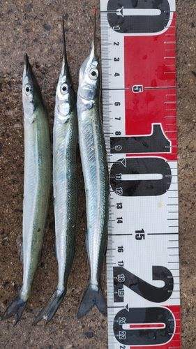 サヨリの釣果