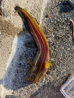 ゴンズイの釣果