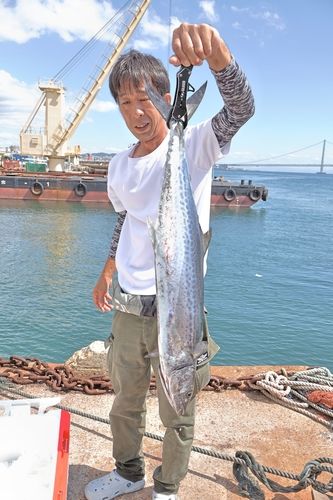 サワラの釣果