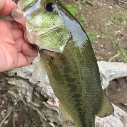 ラージマウスバス