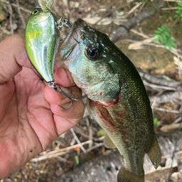 ラージマウスバス