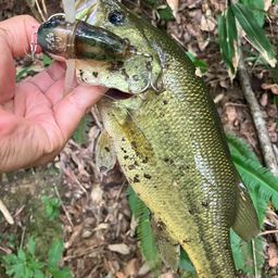 ラージマウスバス